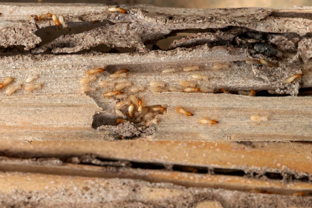 Best Pest Control Near Me  in Deer Park, WA